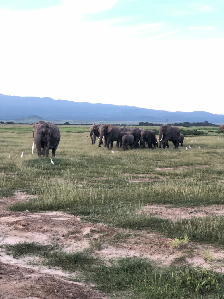 Safari di 3 giorni, 2 notti (Tsavo Est & Amboseli)