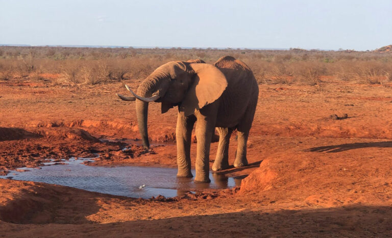 Safari di due giorni una notte (Tsavo Est)