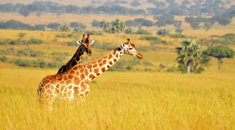 Safari 2 giorni, 1 notte (Masai Mara) con aereo