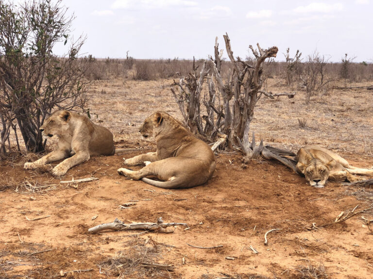 Safari di un giorno Tsavo Est