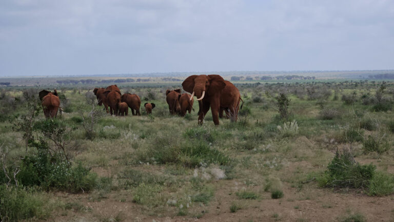 Safari di 4 giorni, 3 notti (Tsavo Ovest, Amboseli & Tsavo Est)