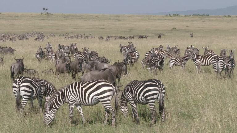 Safari 4 giorni, 3 notti (Masai Mara/ Lago Nakuru)